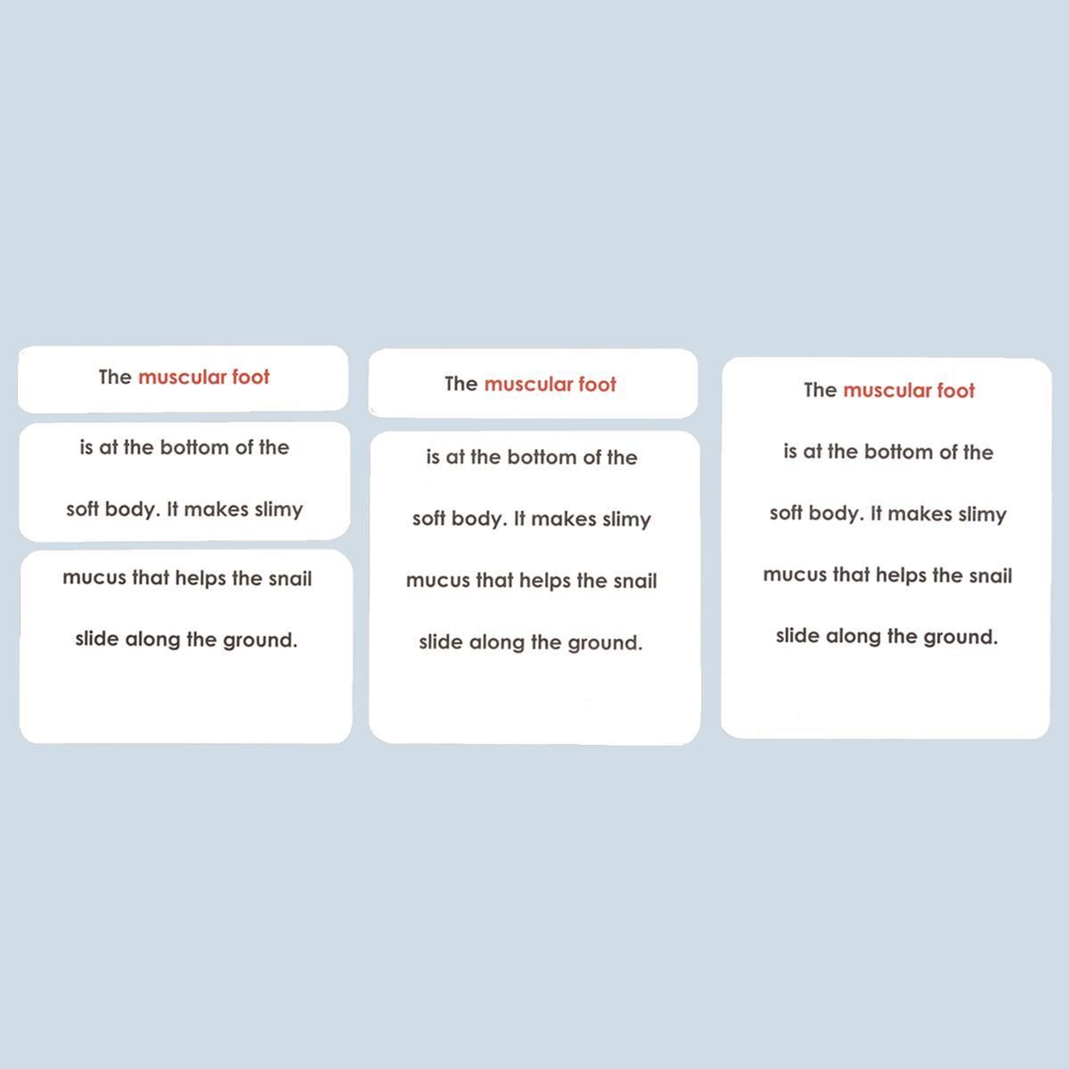 Parts of the Snail Definition Cards Unlaminated Montessori Services