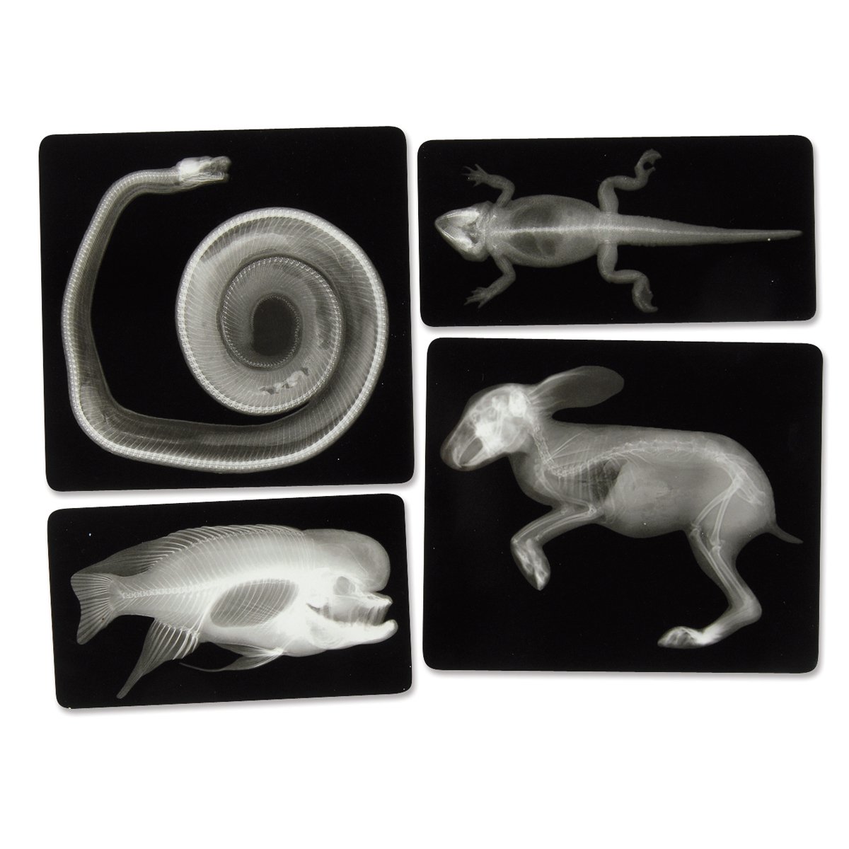 Animal XRays For Small Hands