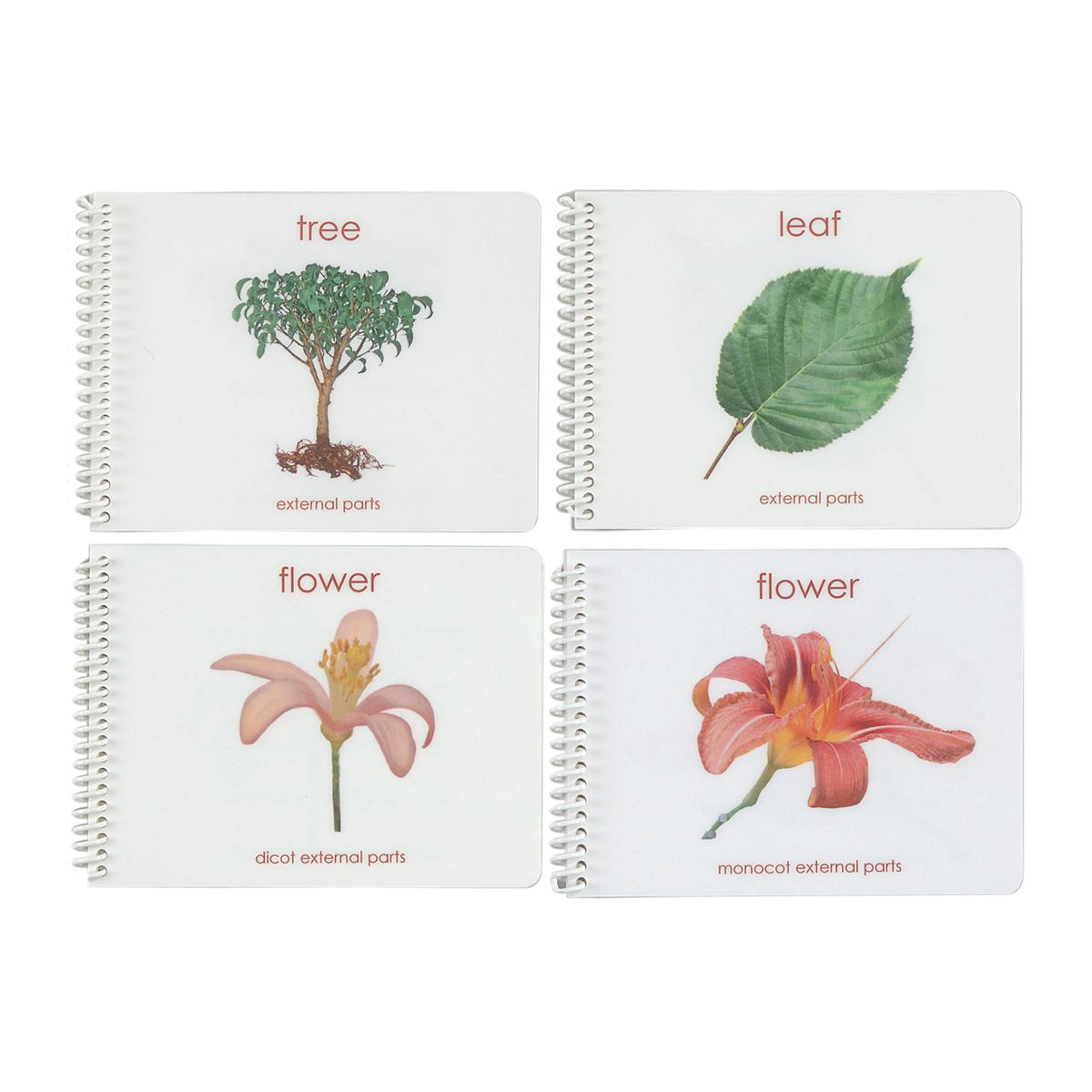 All Botany "Parts of" Booklets Montessori Services