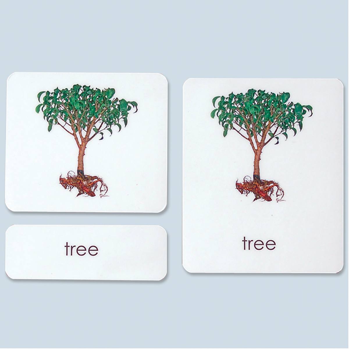 Tree Photo Cards Parts of Tree Photo Cards - Montessori Services