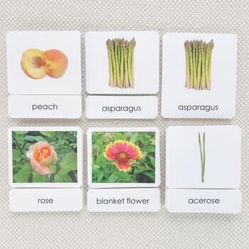 Plant Three-Part Photo Cards - Set of 5