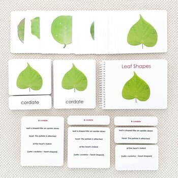 Leaf Shapes (Botany Cabinet) Nomenclature Book & Card Set