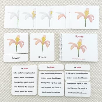 Parts of the Dicot Book & Card Set