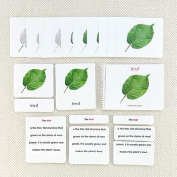 Parts of the Leaf Book & Card Set