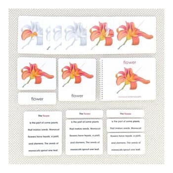 Parts of the Monocot Flower Book & Card Set