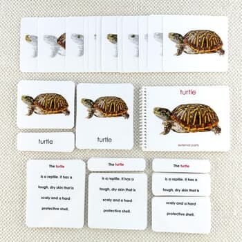 Parts of the Turtle Book & Card Set